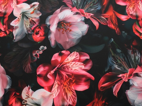 tkanina barbie duże kwiaty czerwone na czarnym tle